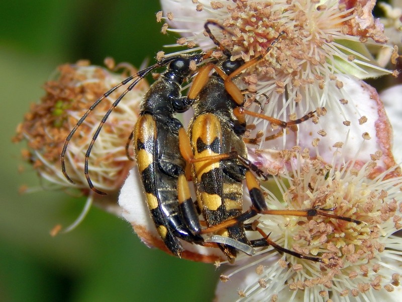 Rutpela maculata ssp. maculata